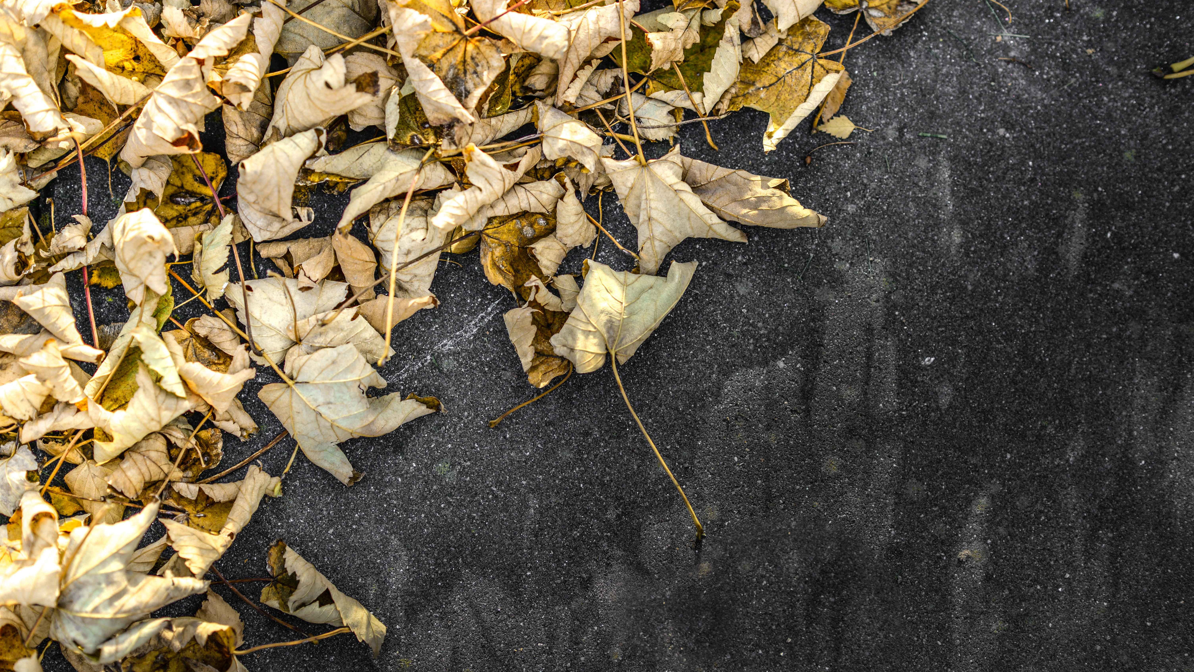 yellow leaves on ground 4k 1540134125