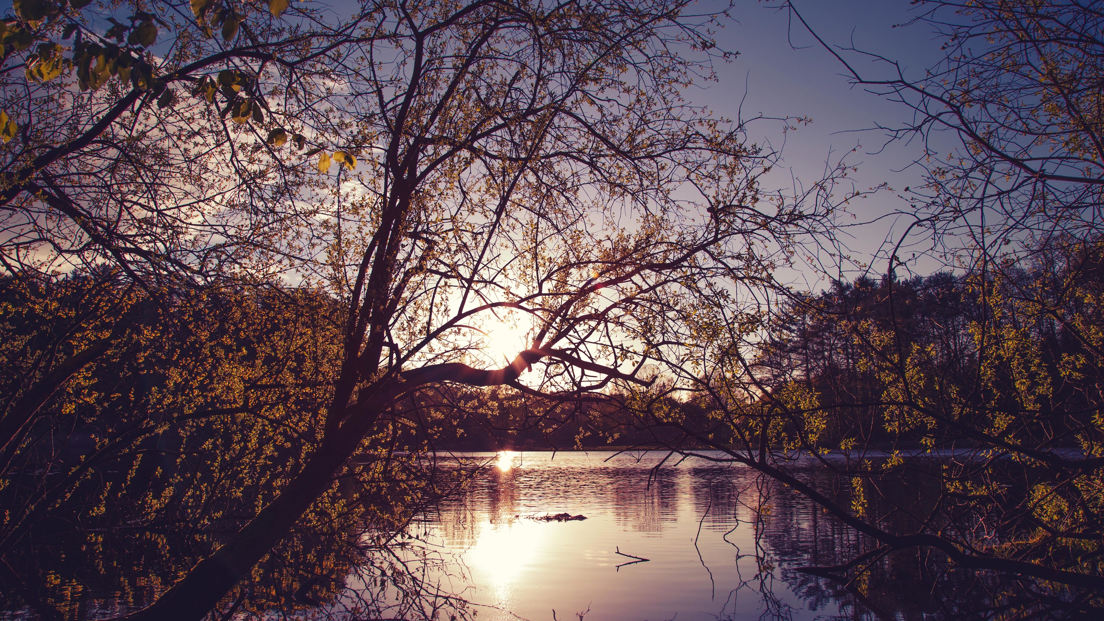 yellow trees evening dawn lake nature 4k 1540134318