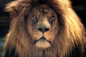 4k lion hd 1542238312