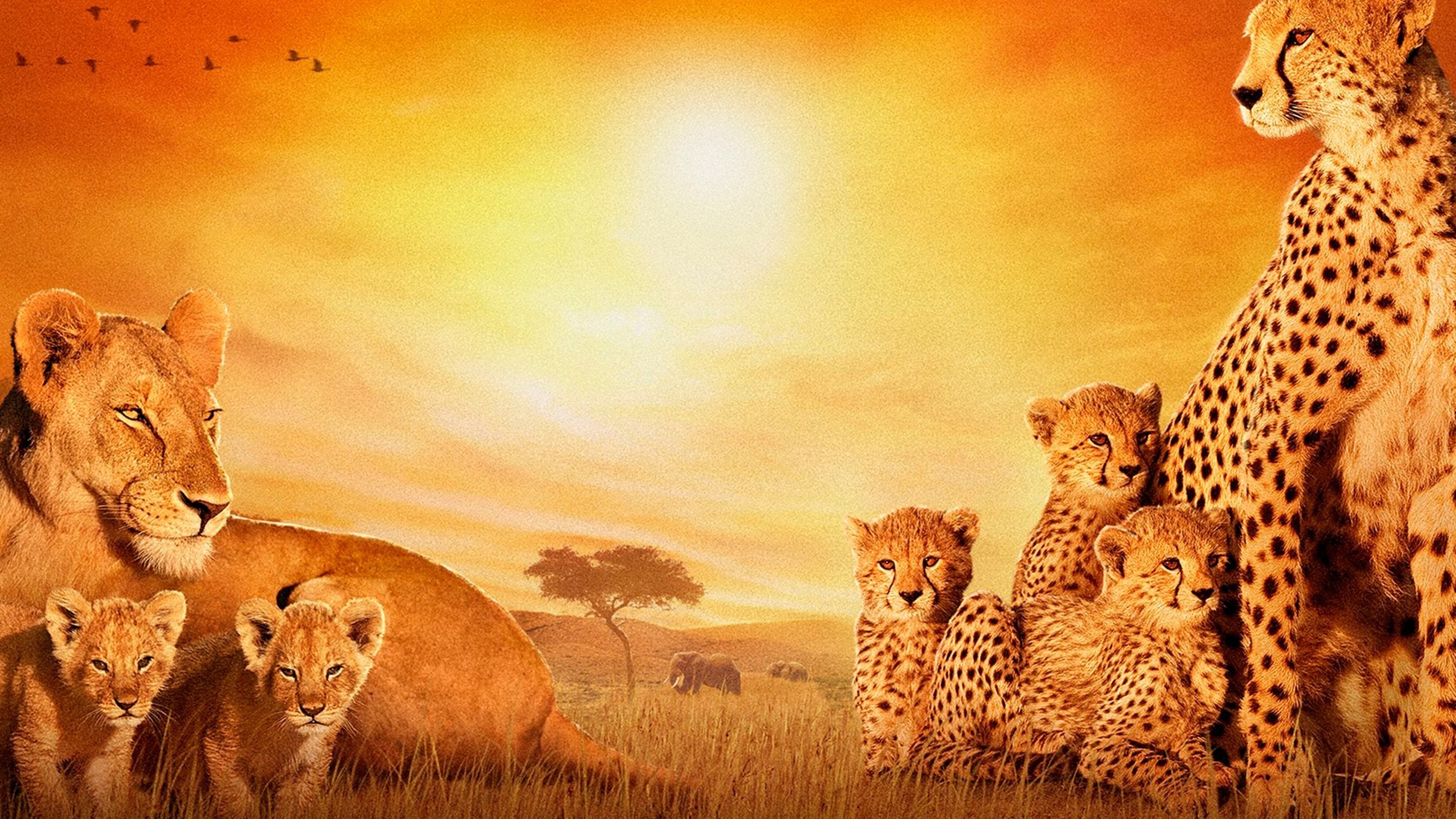 African Cats 4k Wallpaper 4K