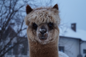 alpaca muzzle cute look 4k 1542242080