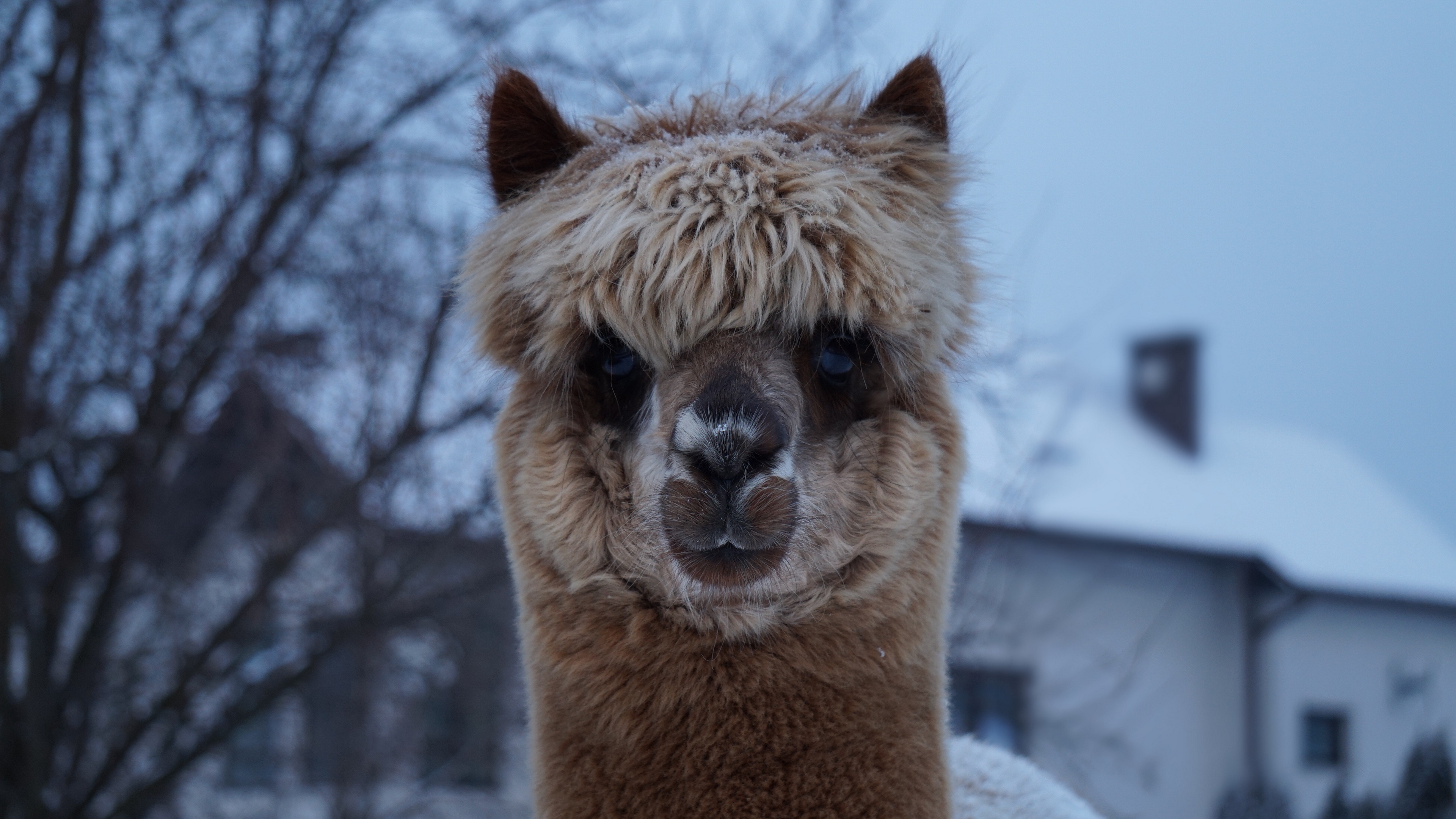 alpaca muzzle cute look 4k 1542242080