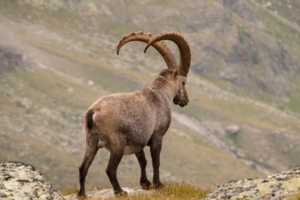 alpine ibex goat mountains horns 4k 1542242617