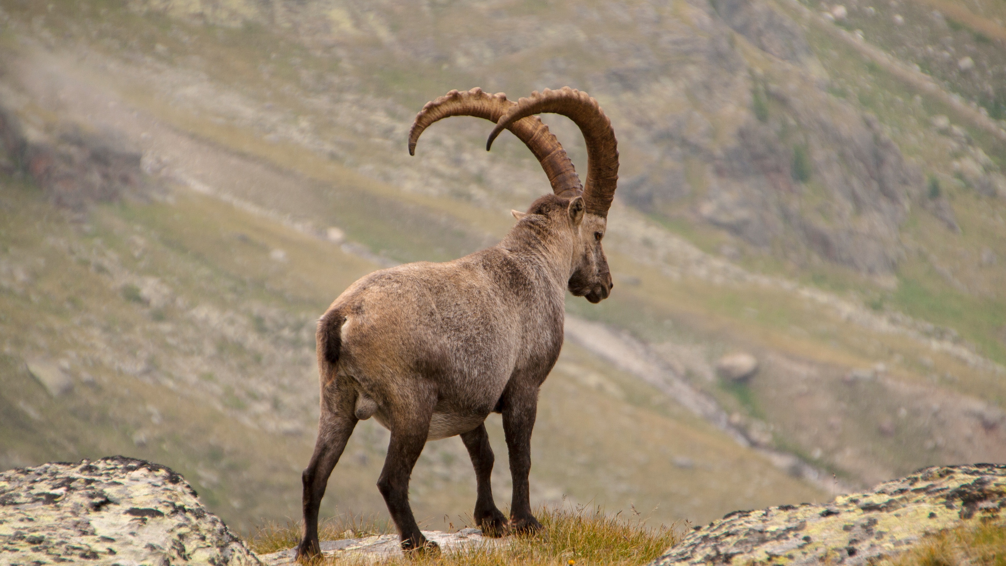 alpine ibex goat mountains horns 4k 1542242617