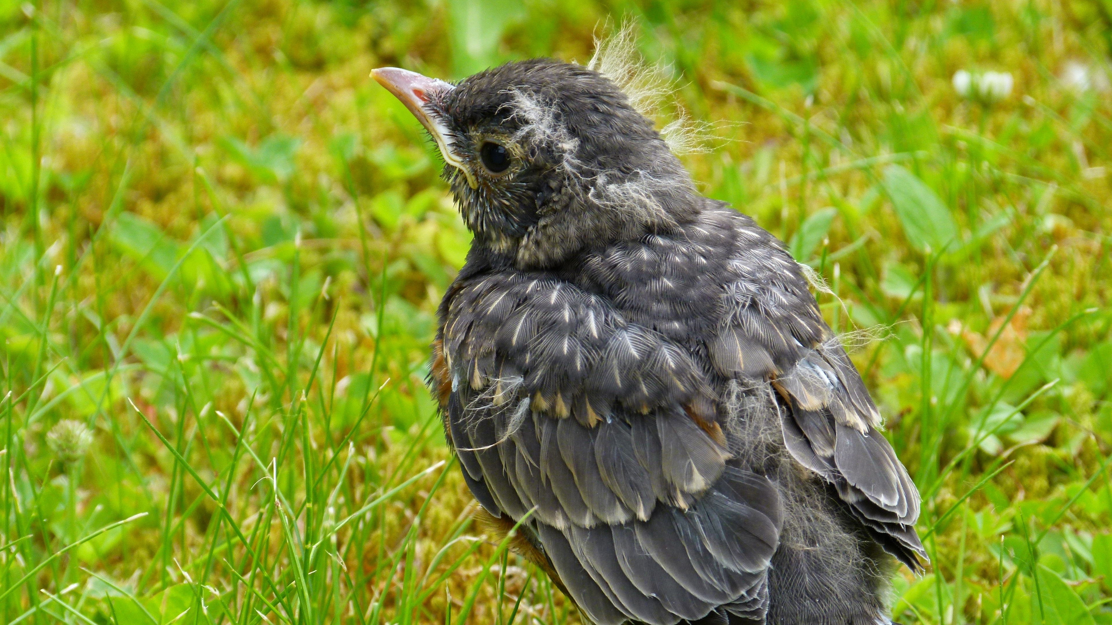 american robin bird grass 4k 1542241828