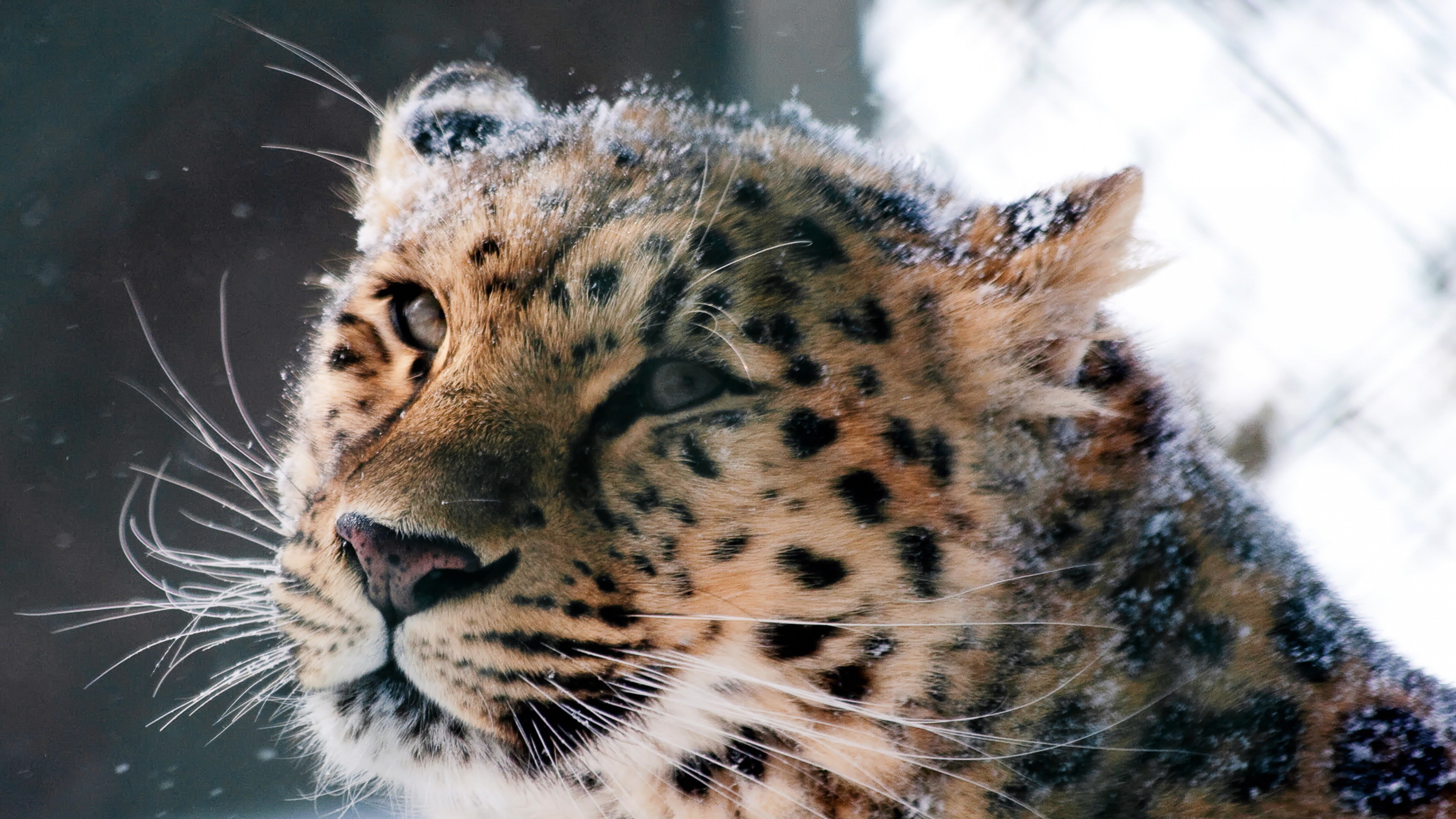 Amur Leopard Wild Cat 4k wild wallpapers, predator wallpapers, leopard wallpapers, cat