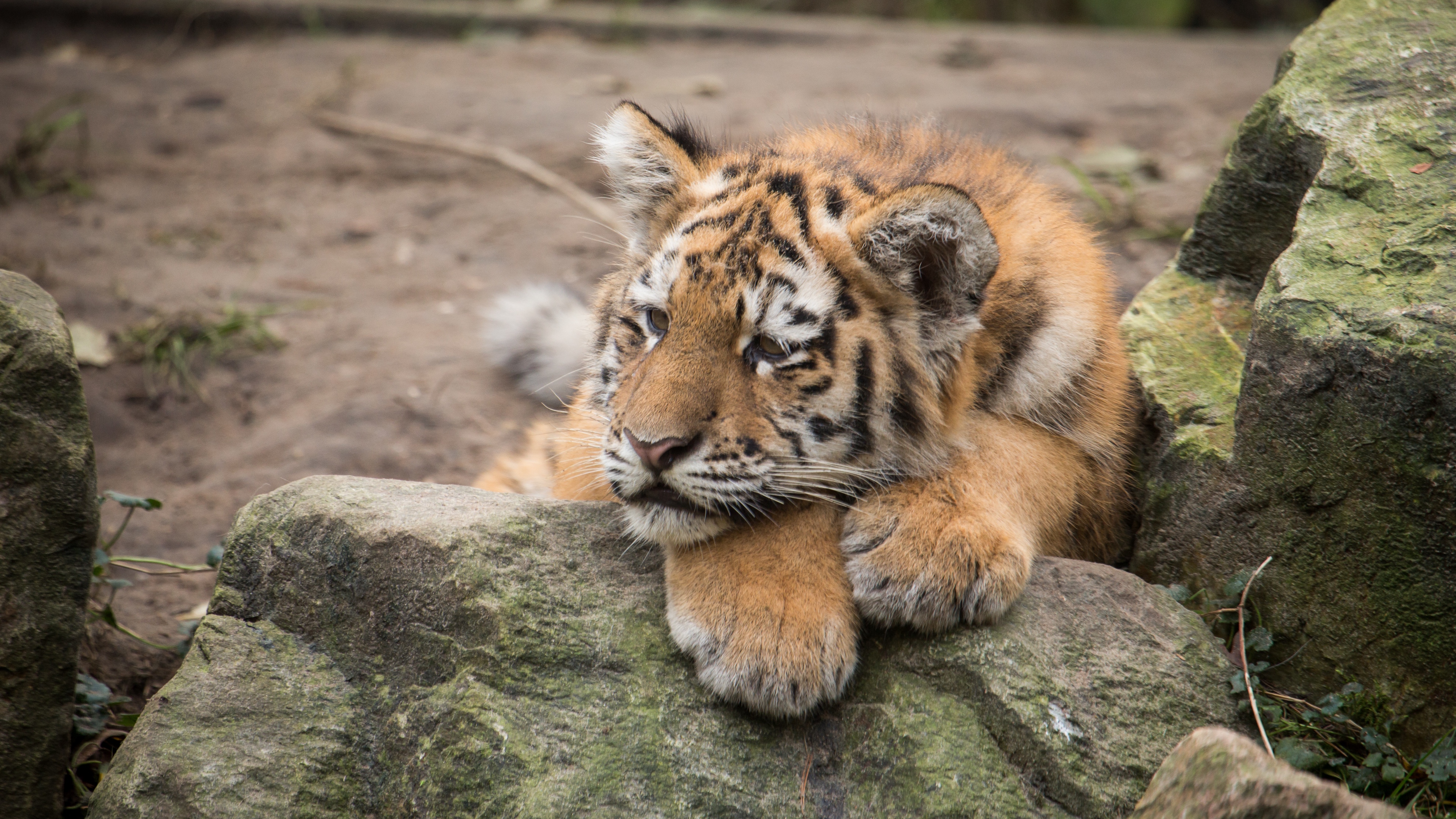 amur tiger cub lies predator rocks 4k 1542242433