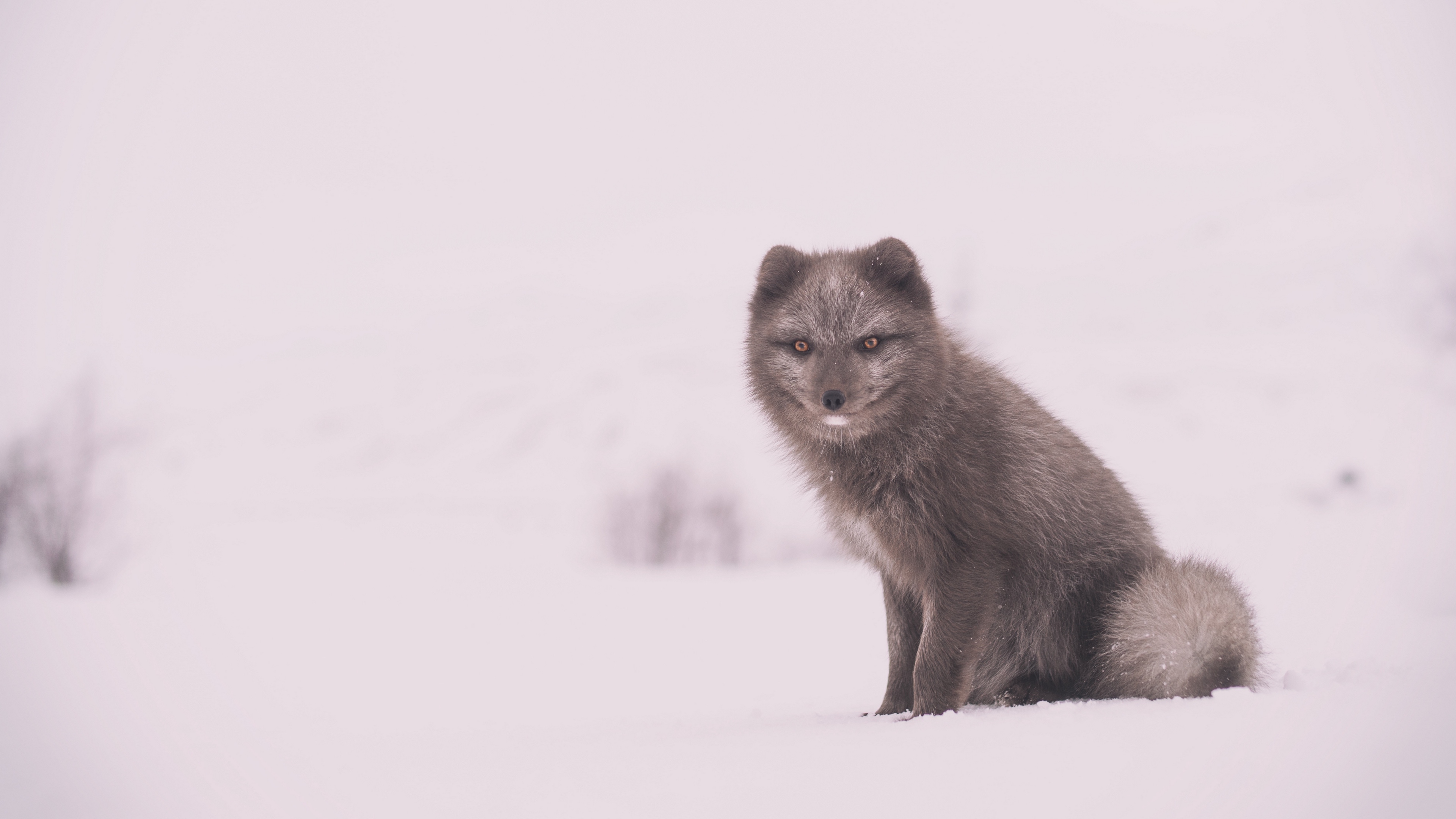 arctic fox polar fox snow sits 4k 1542242611