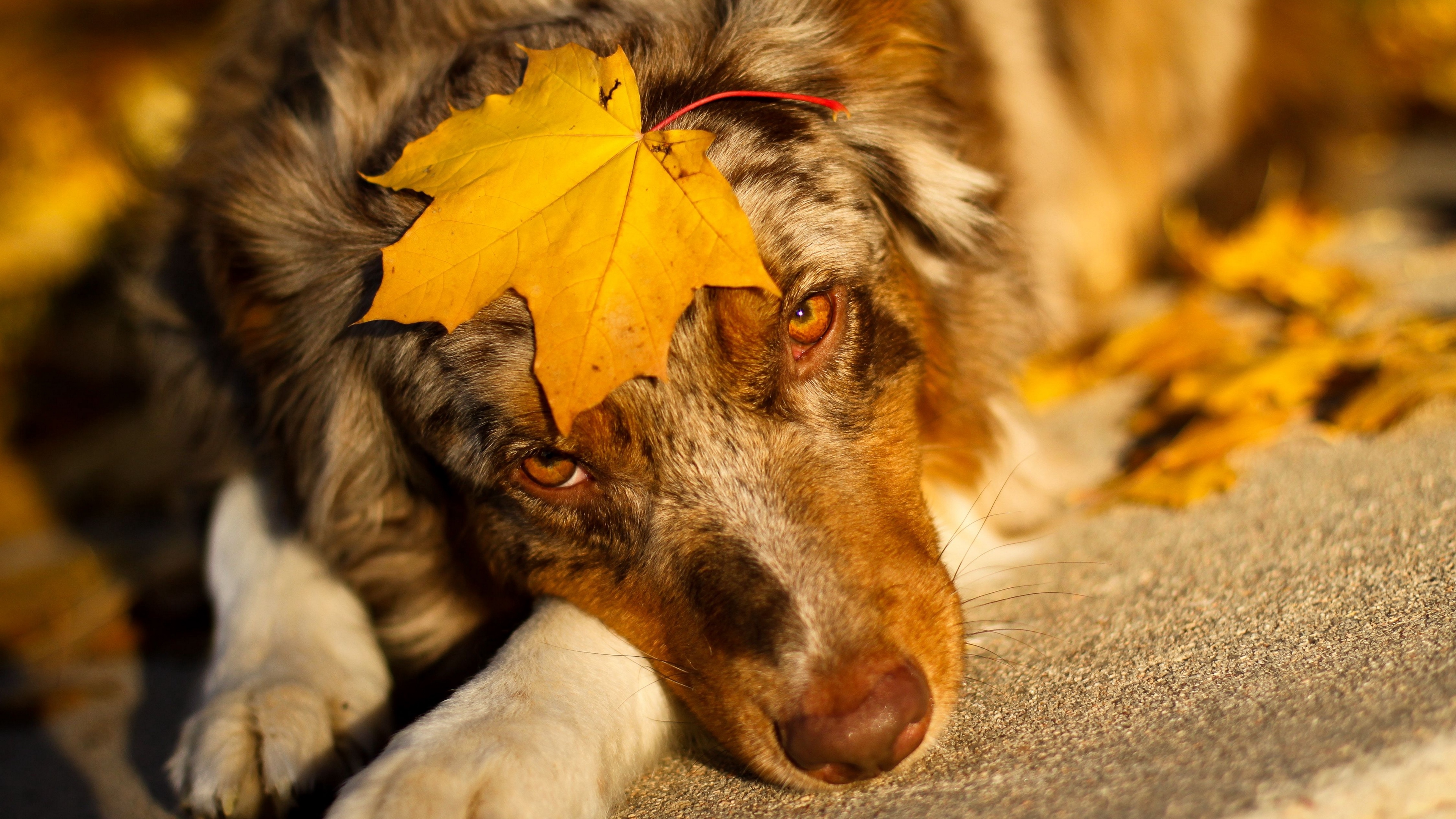 australian shepherd sheet look dog 4k 1542242842