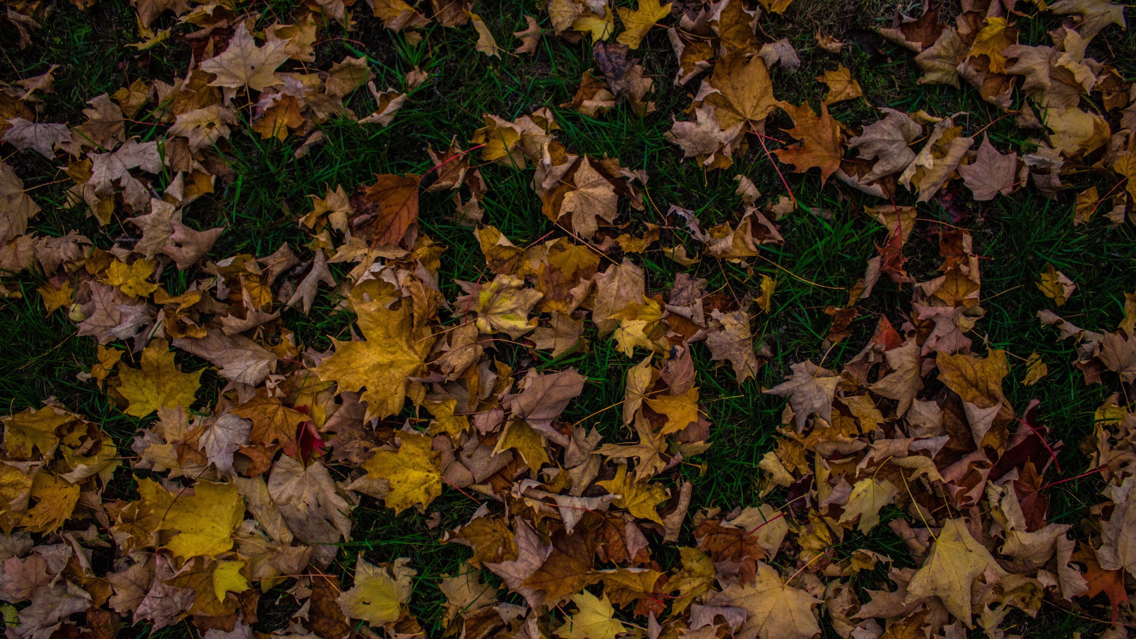 autumn foliage maple fallen grass 4k 1541113740