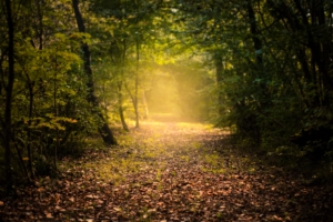 autumn forest fog path foliage 4k 1541117903