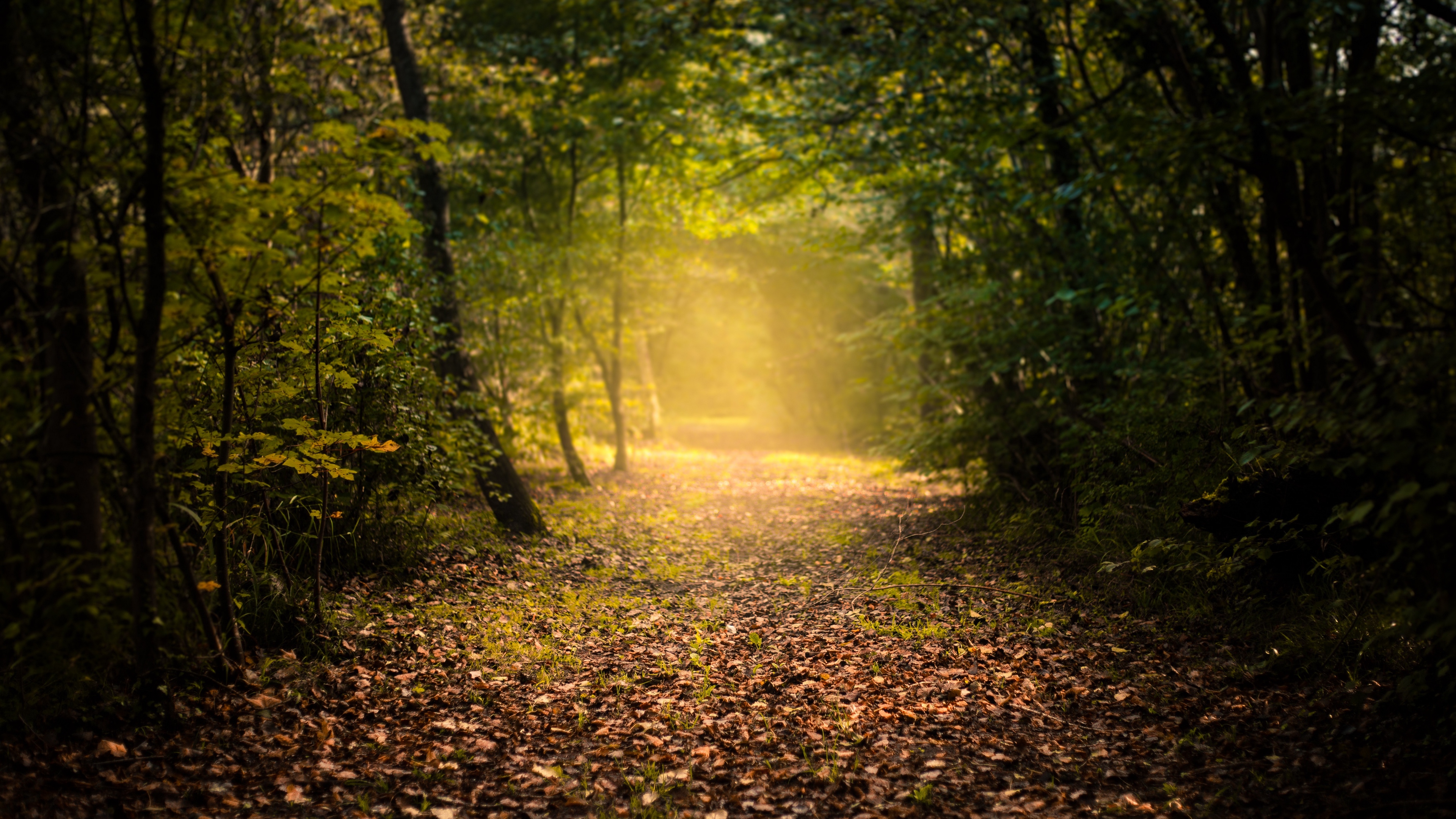 autumn forest fog path foliage 4k 1541117903