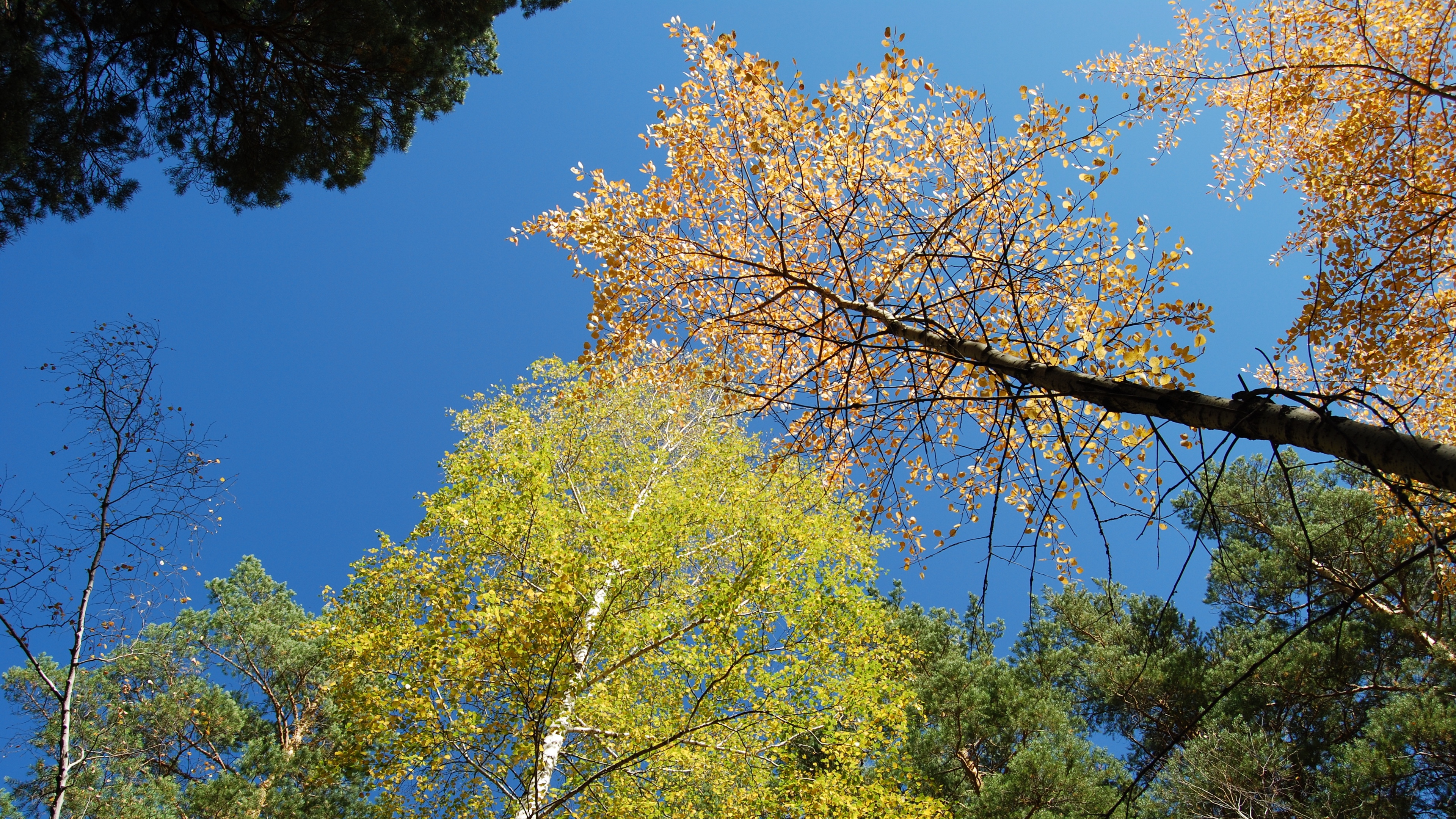 autumn forest sky 4k 1541114494