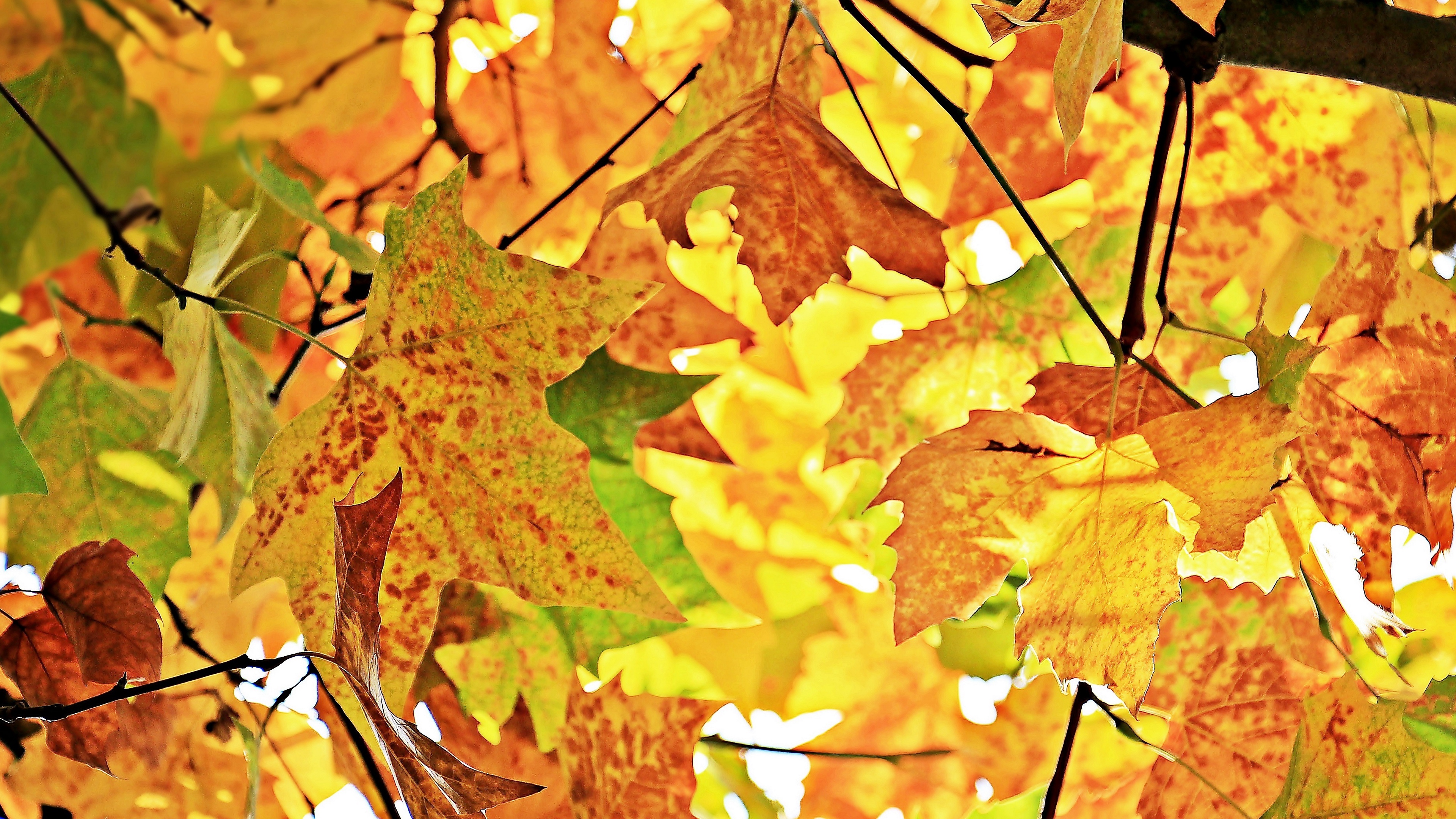 autumn leaves branches tree maple 4k 1541113992