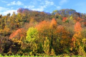 autumn trees forest grass 4k 1541116291