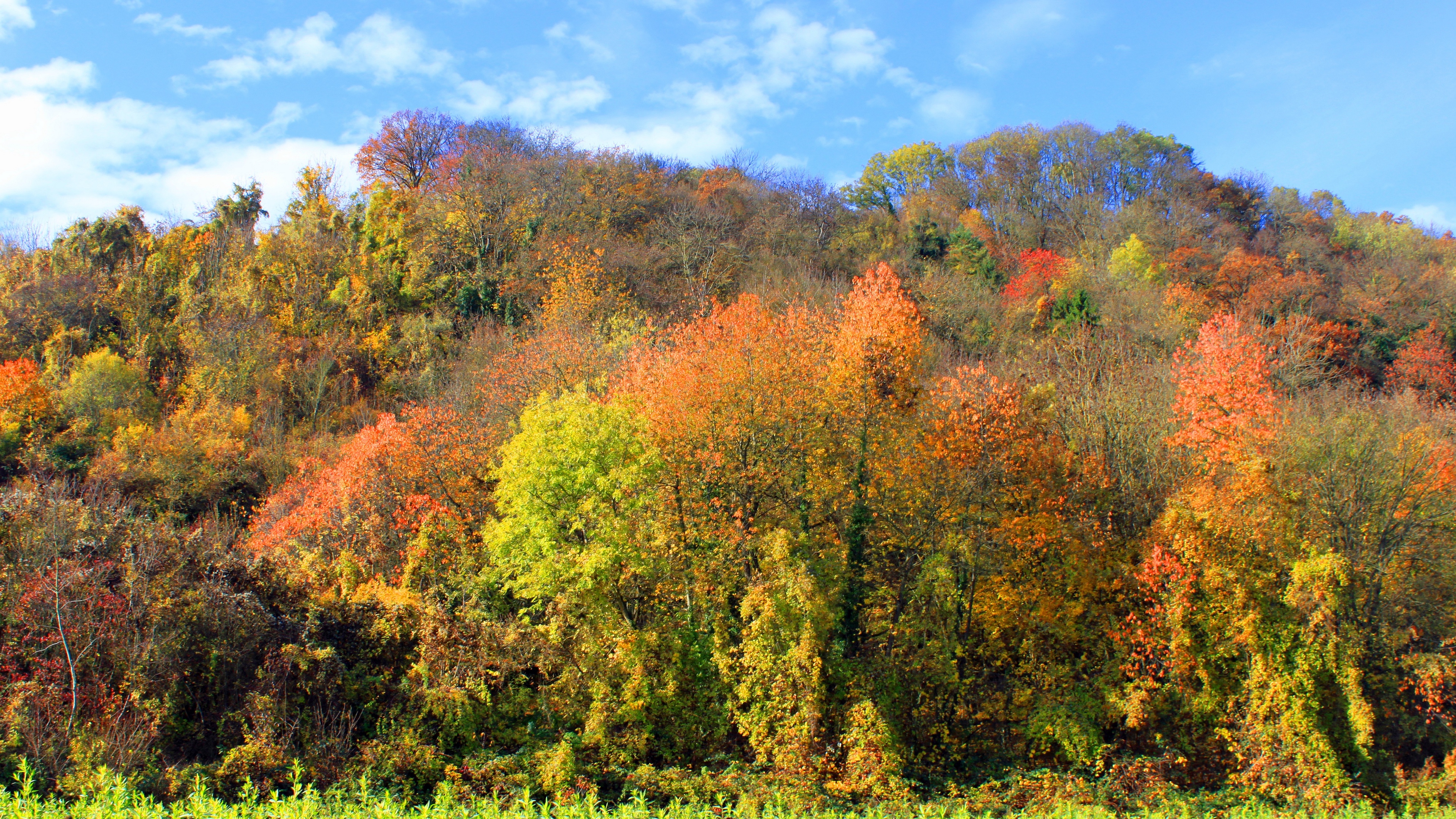 autumn trees forest grass 4k 1541116291