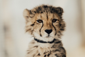 baby cheetah 4k 1542239073