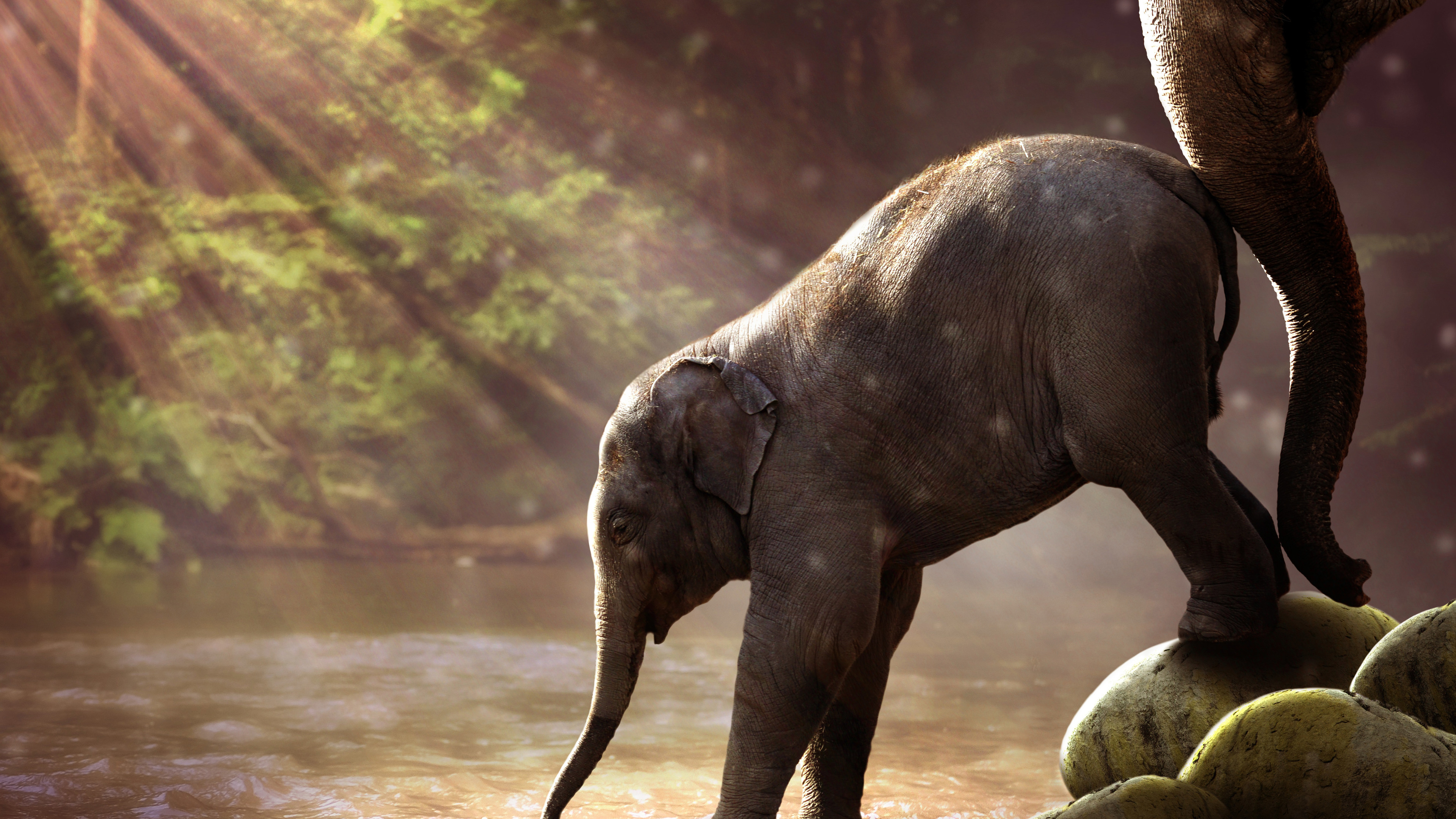 Baby Elephant Drinking Water 4k photography wallpapers, hd-wallpapers