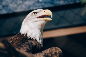 bald eagle eagle bird beak predator 4k 1542242012