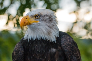 bald eagle eagle bird predator 4k 1542242434