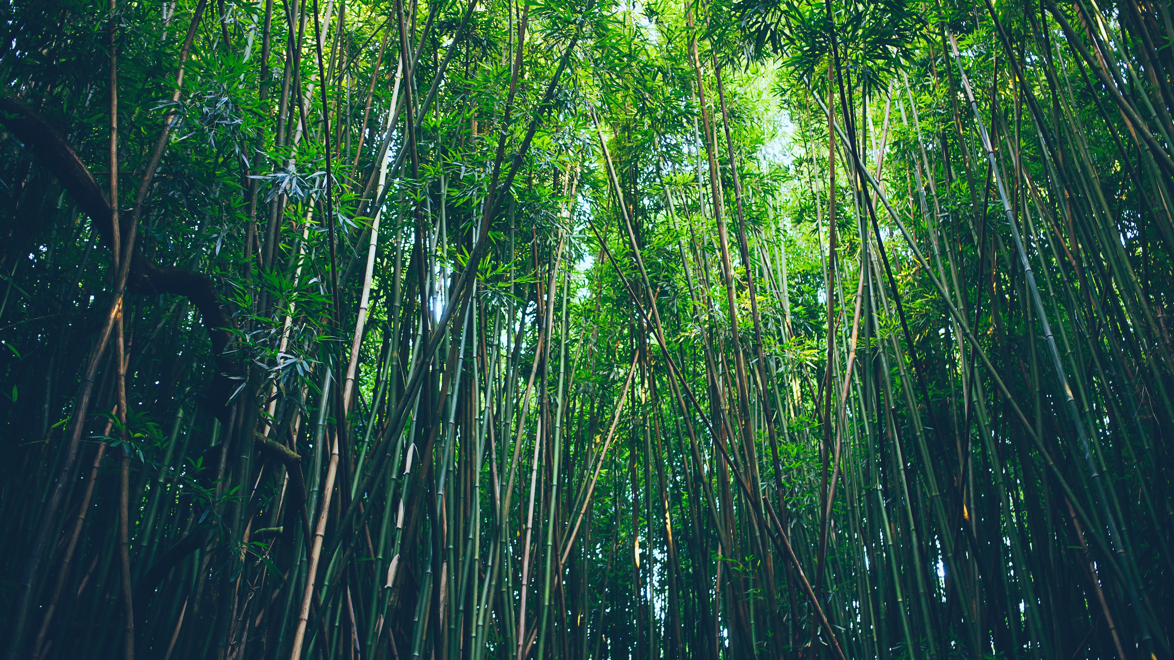 bamboo trees thickets 4k 1541117412