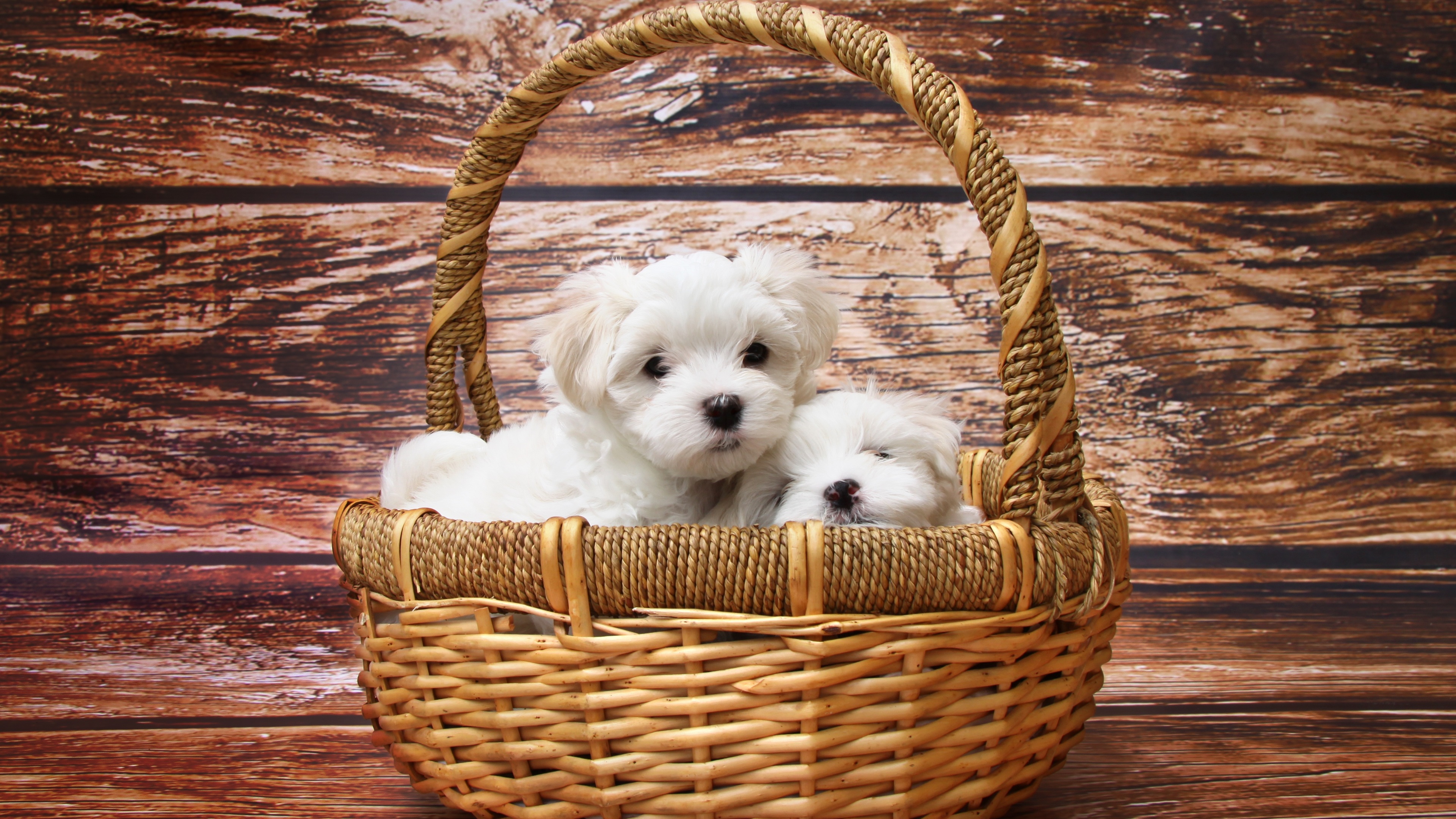 basket of puppies 1542238601