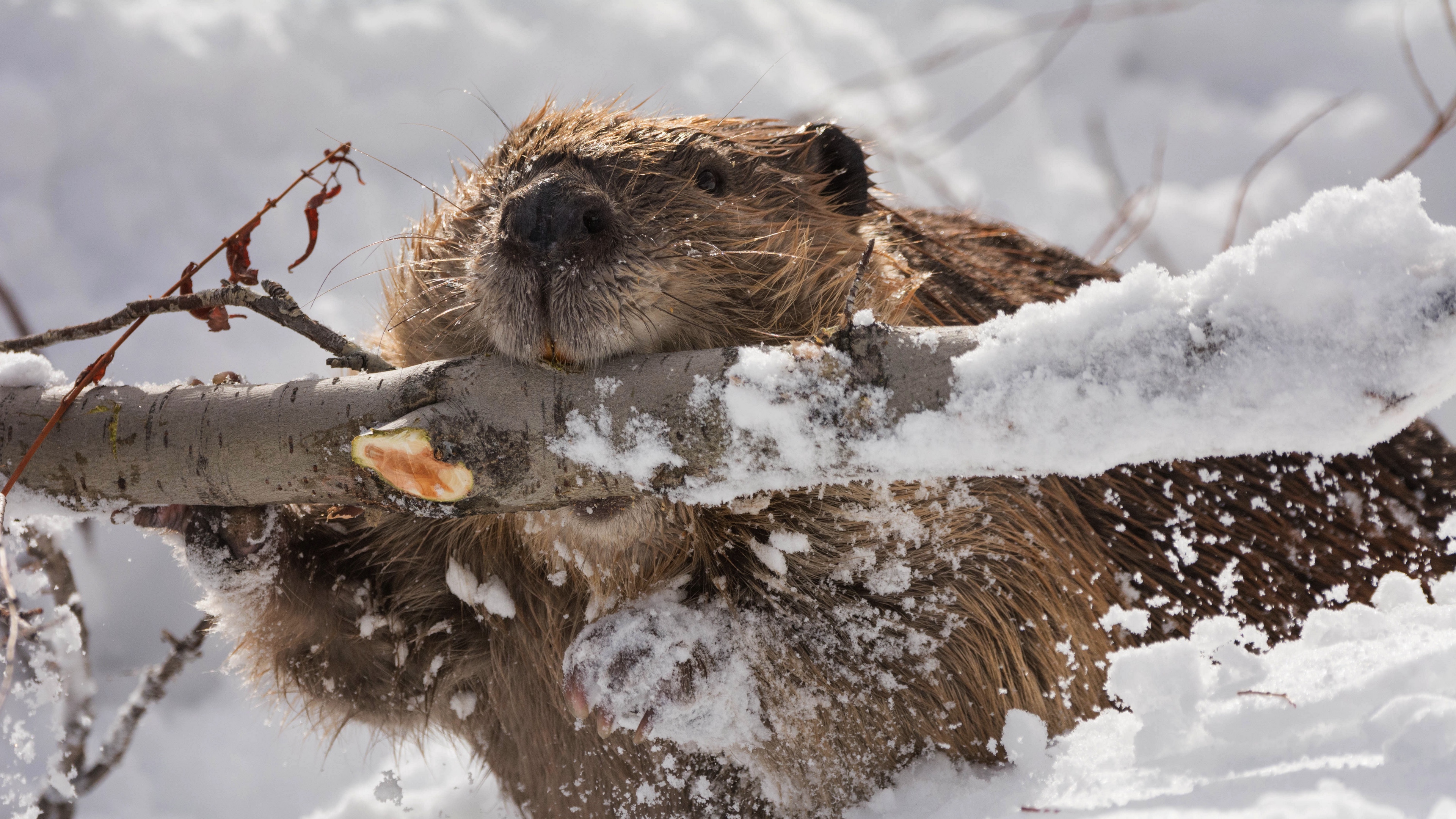 beaver branch gnawing snow 4k 1542241927