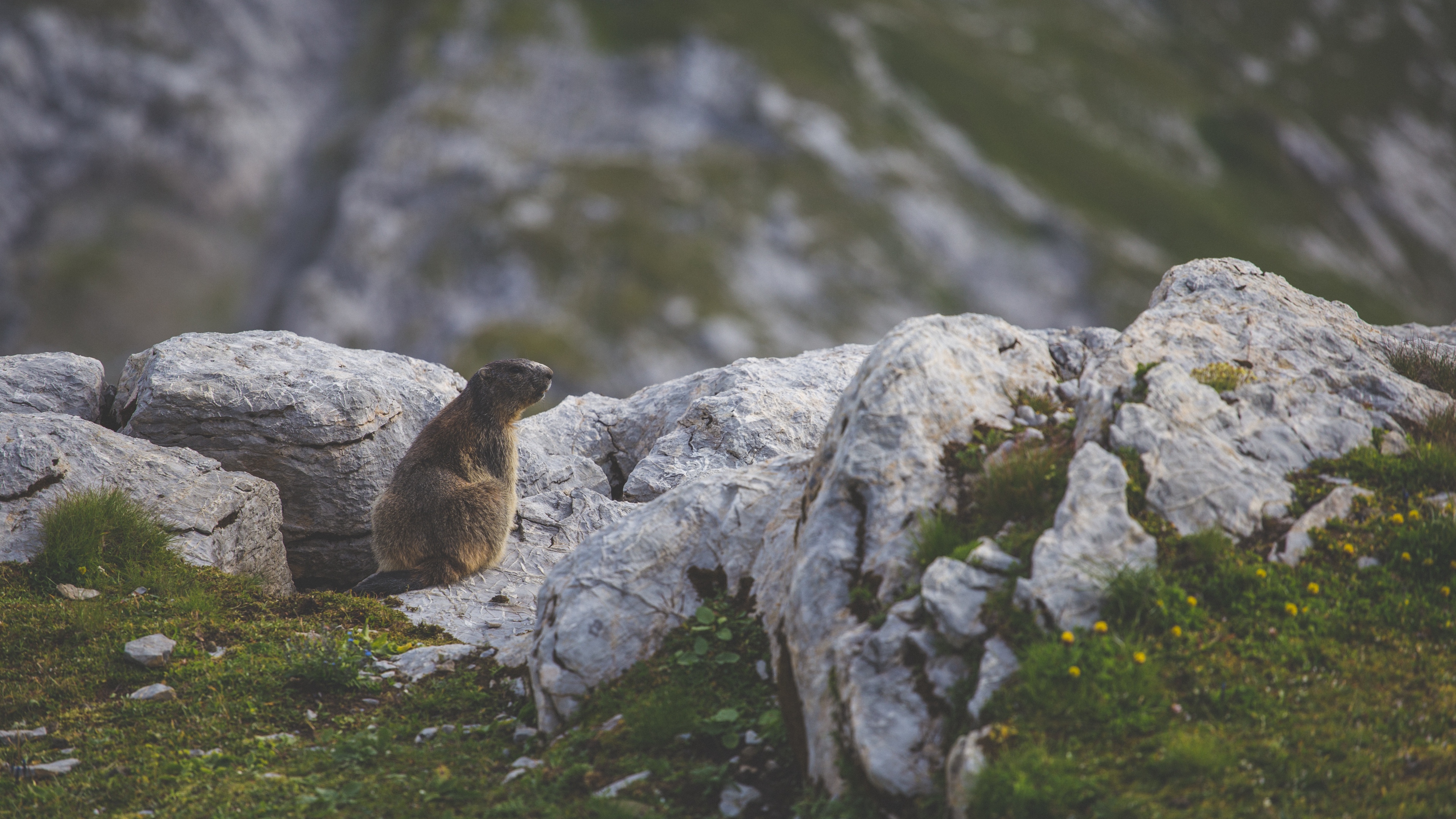 beaver sitting grass rocks 4k 1542242964