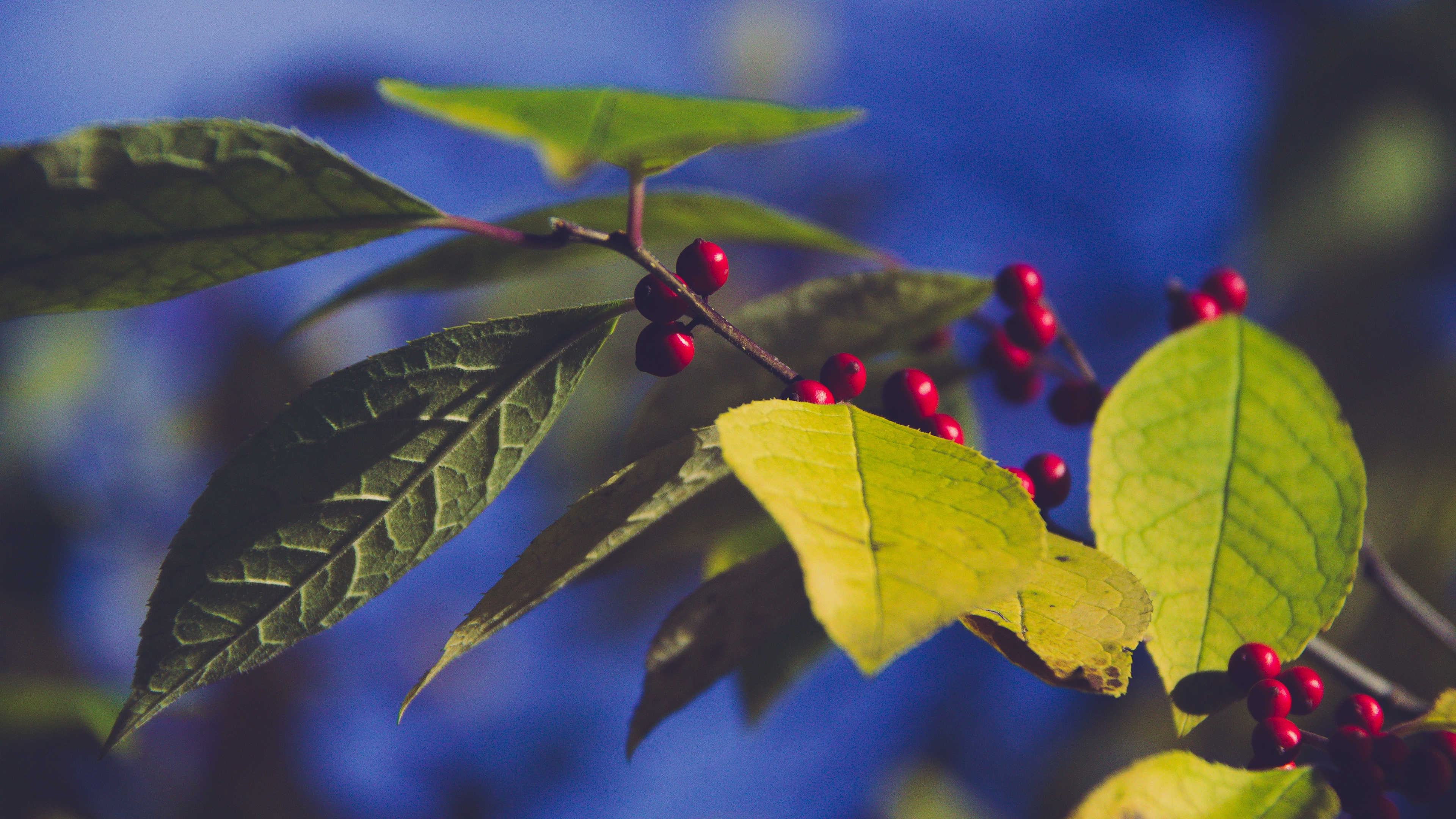 berries branch leaves 4k 1541114738