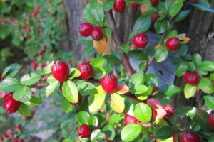 berries shrubs nature 4k 1541114710