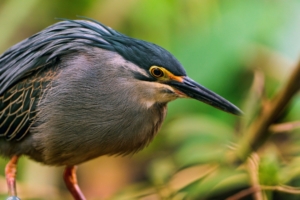 bird beak branch sit 4k 1542242548