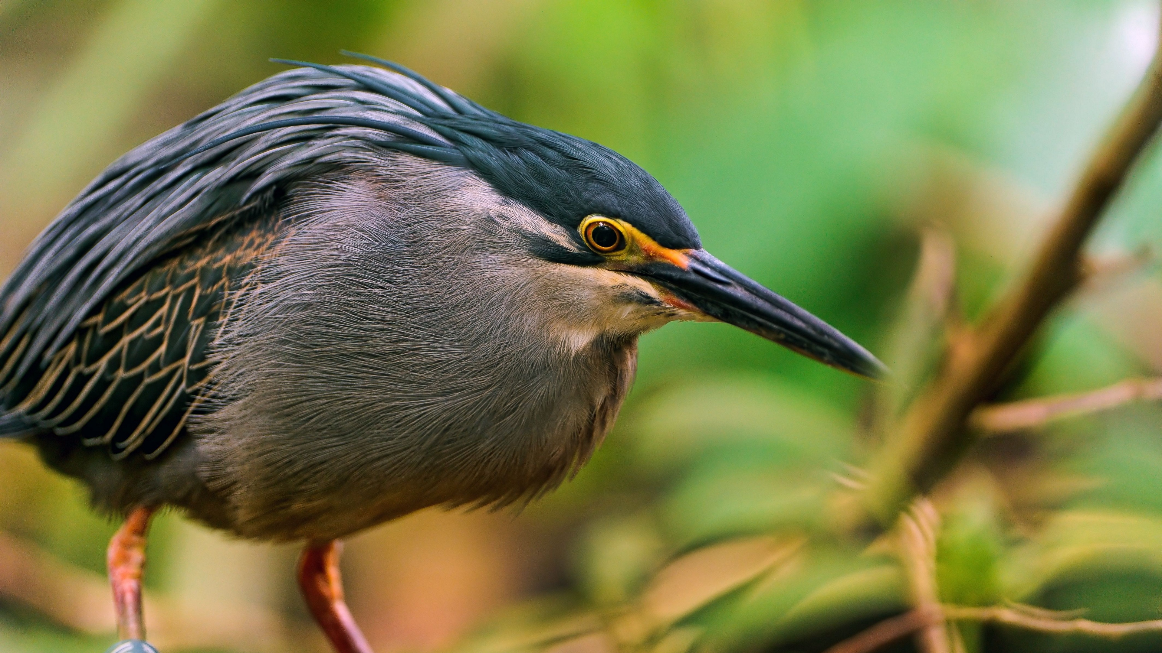 bird beak branch sit 4k 1542242548