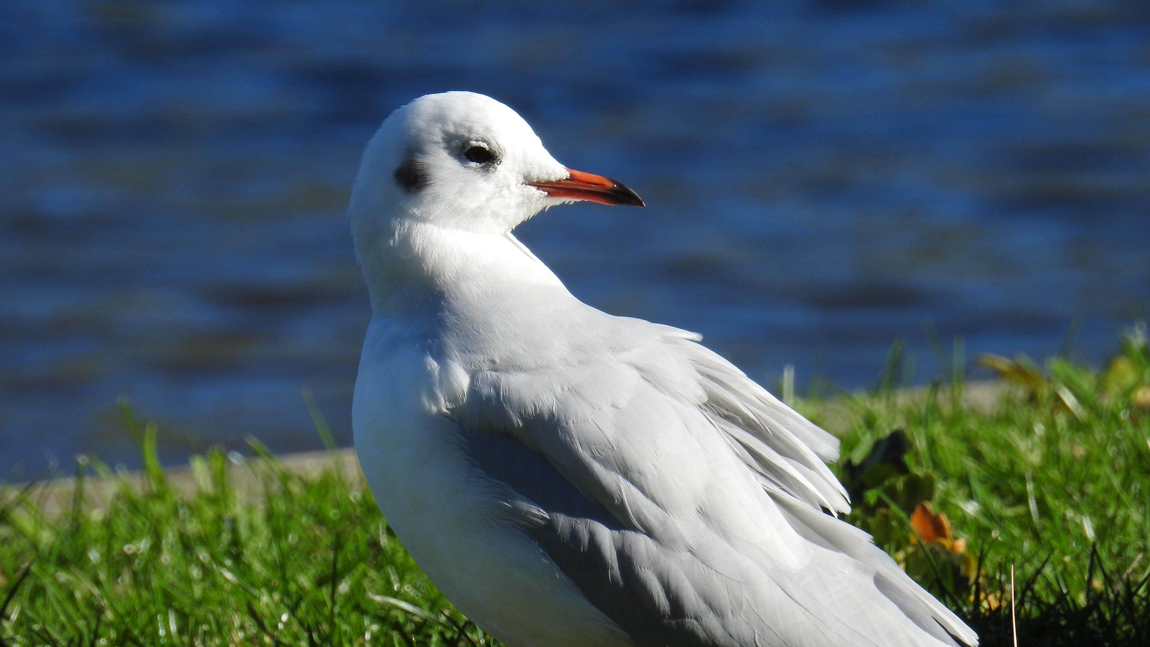 bird beak sea 4k 1542242936