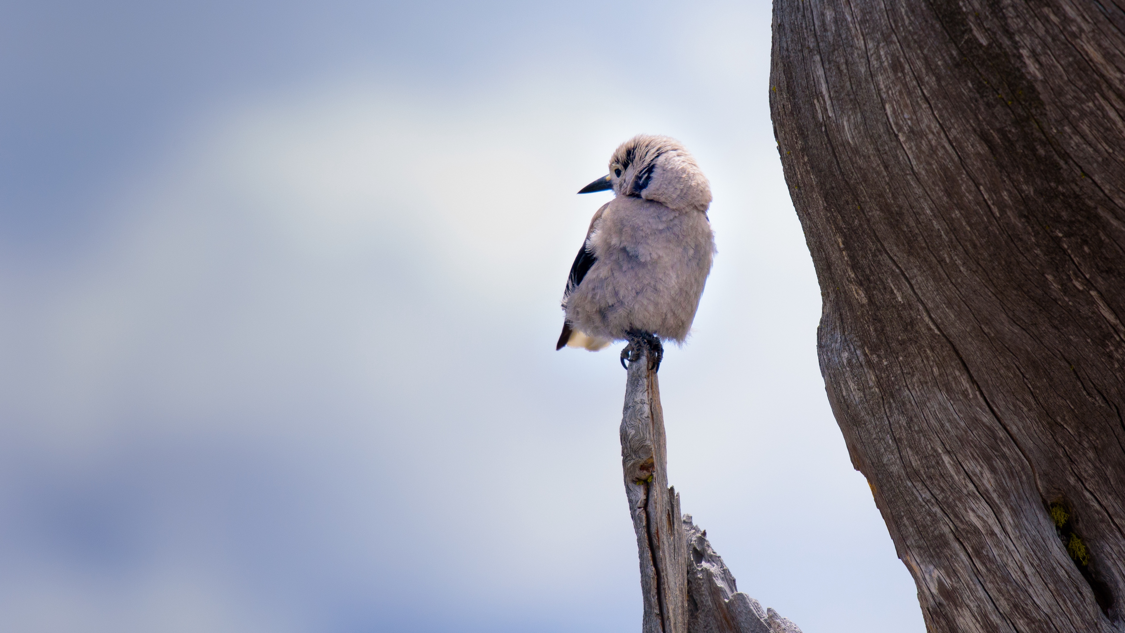 bird branch sits 4k 1542243041