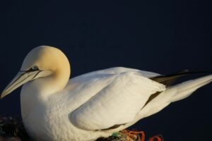 bird nest seagull 4k 1542241625