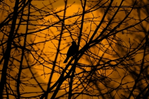 bird trees silhouette branches 4k 1541117734