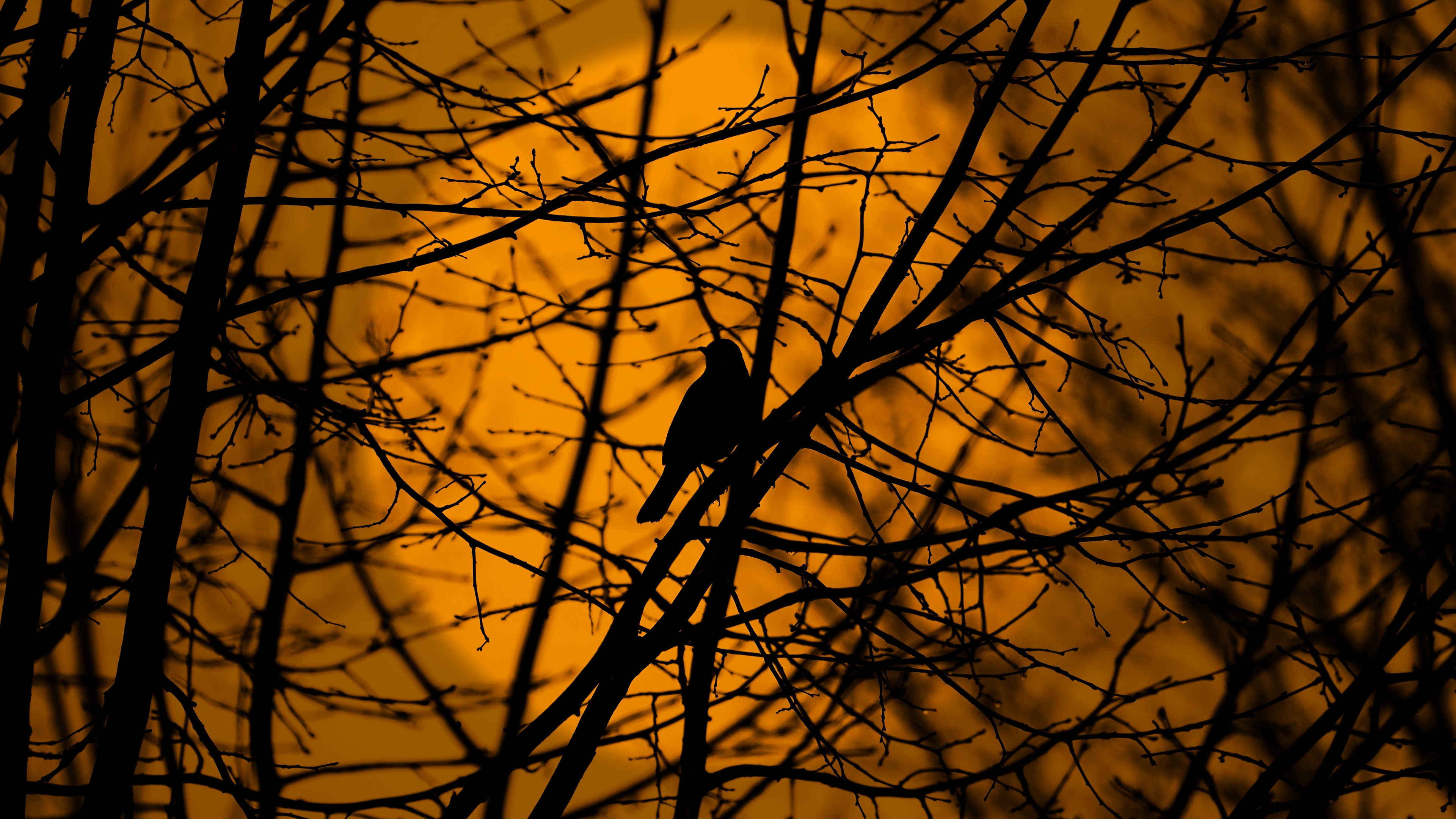 bird trees silhouette branches 4k 1541117734