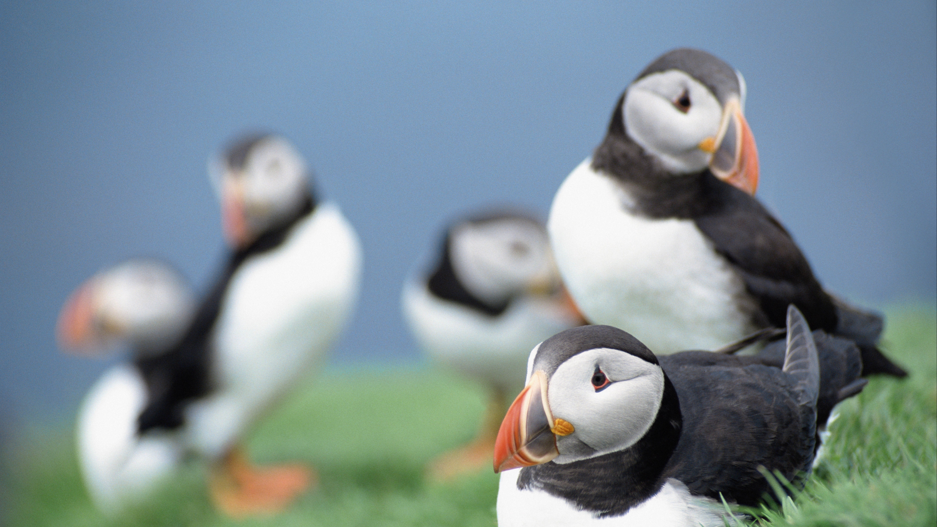 birds puffins grass sky 4k 1542242337