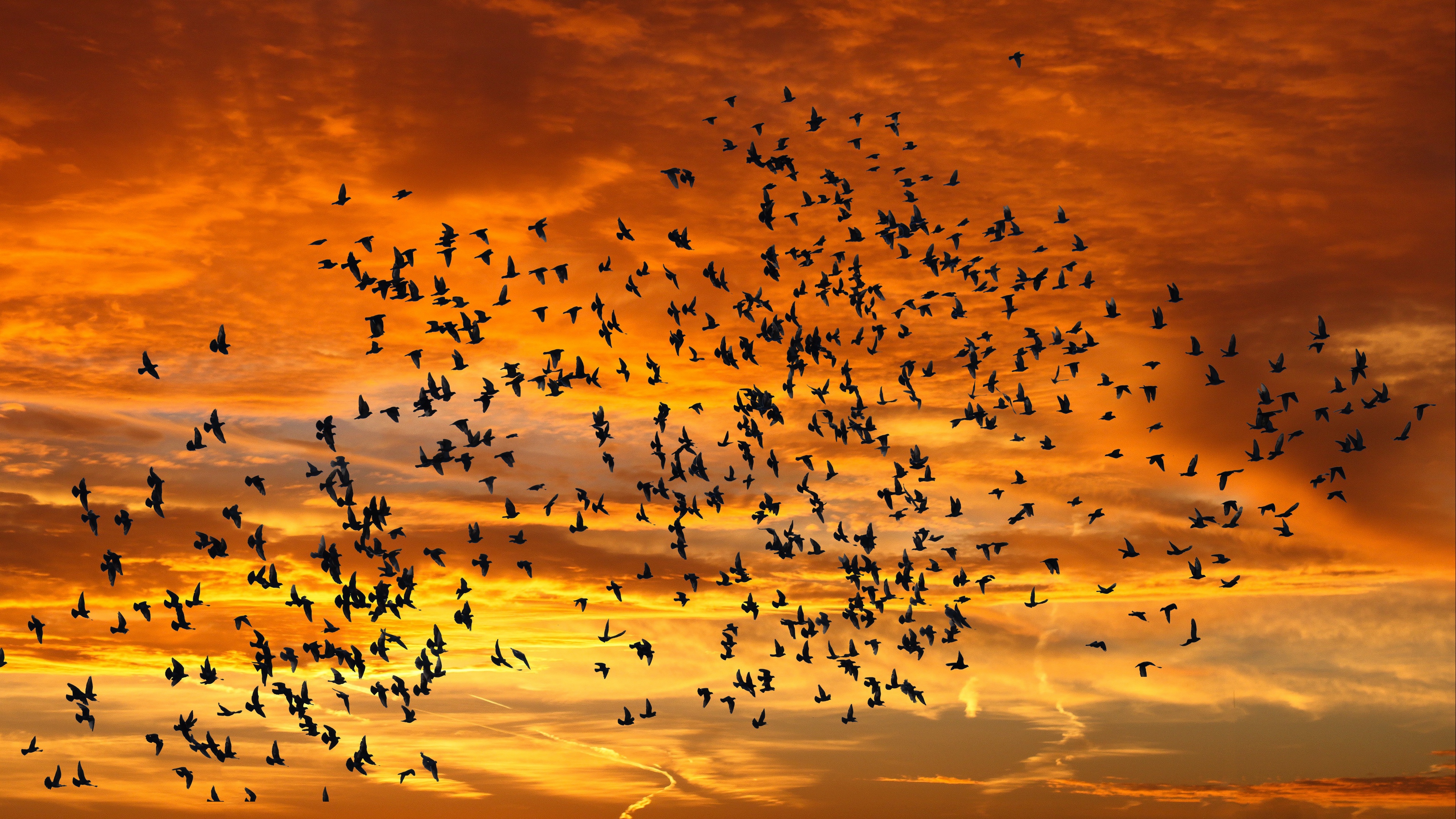 birds silhouettes sky flight sunset clouds 4k 1541116657