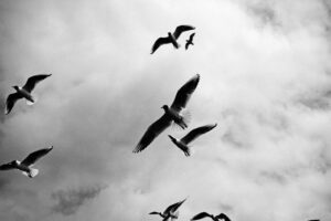 birds sky flight clouds bw 4k 1542242147