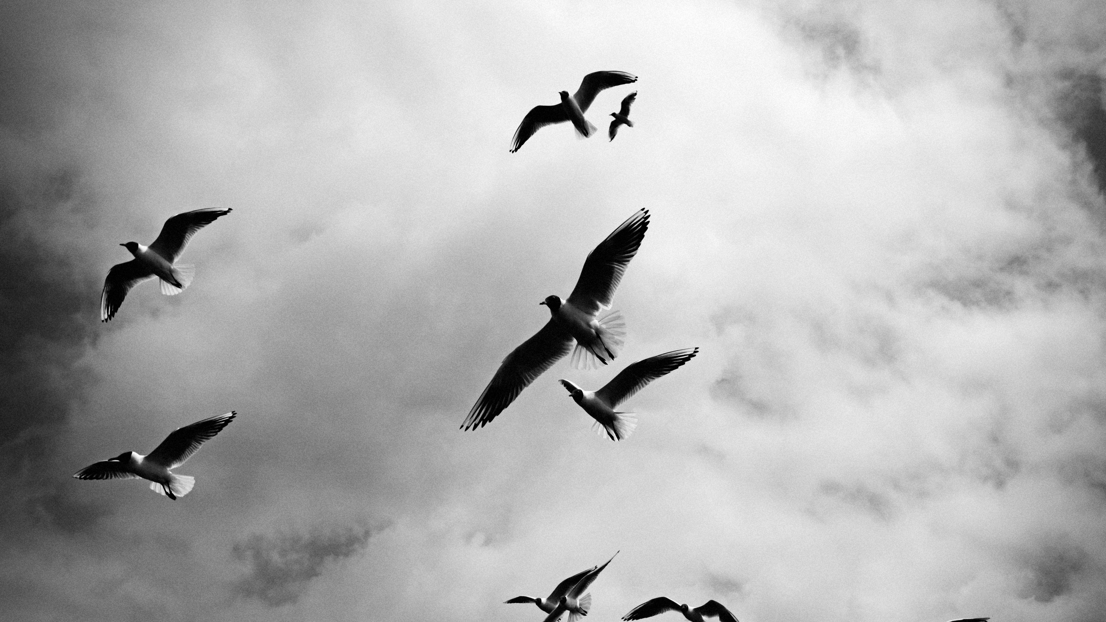 birds sky flight clouds bw 4k 1542242147