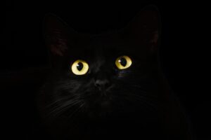 black cat eyes dark 4k 1542238611