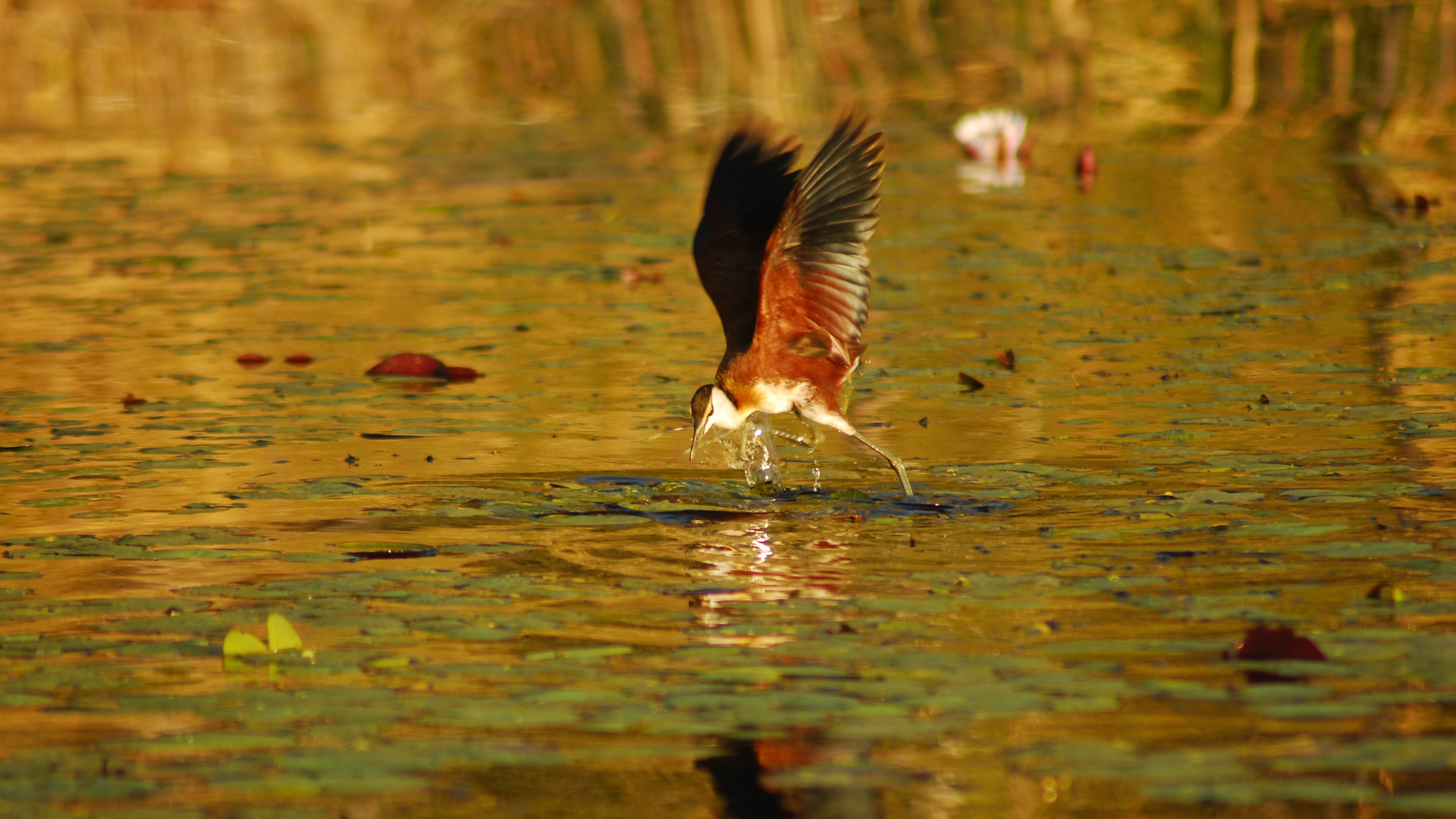 botswana bird africa flight 4k 1542242253