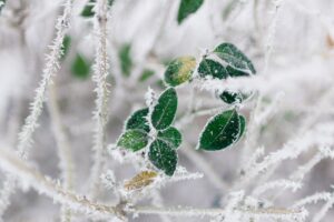 branch frost cold winter 4k 1541114757