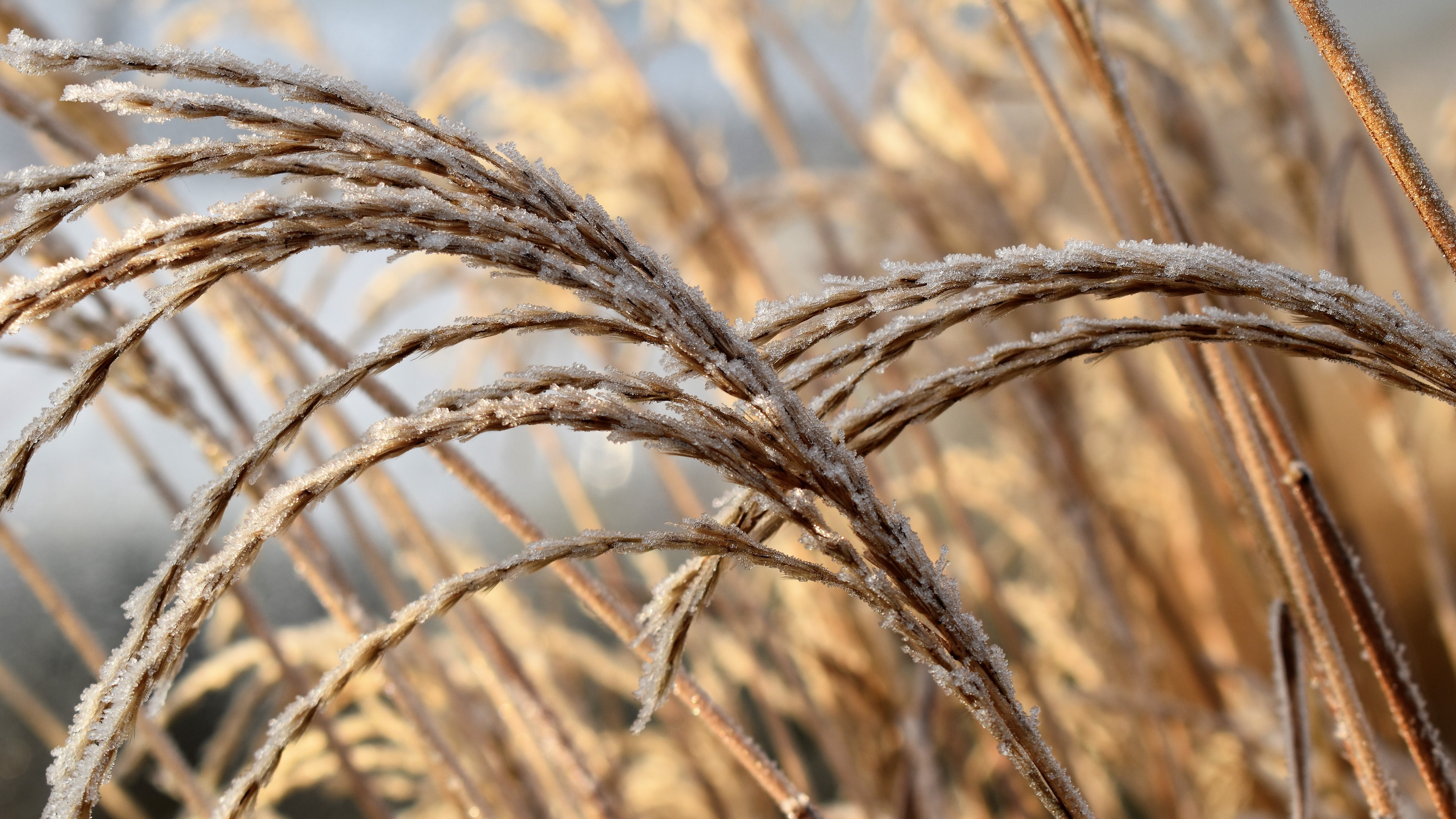 branch frost grass winter 4k 1541114689