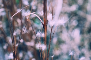 branch plant blur 4k 1541114808