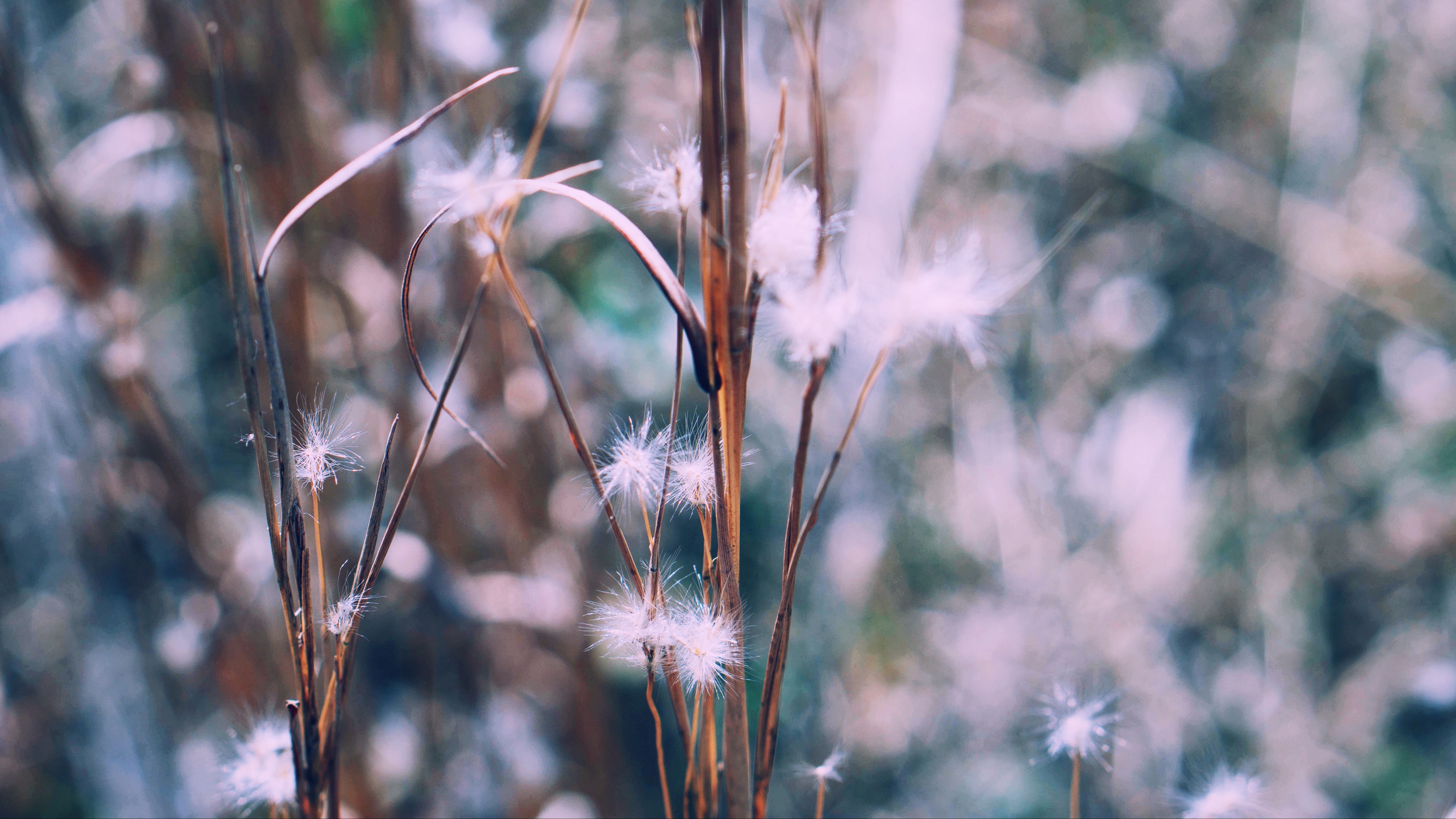 branch plant blur 4k 1541114808