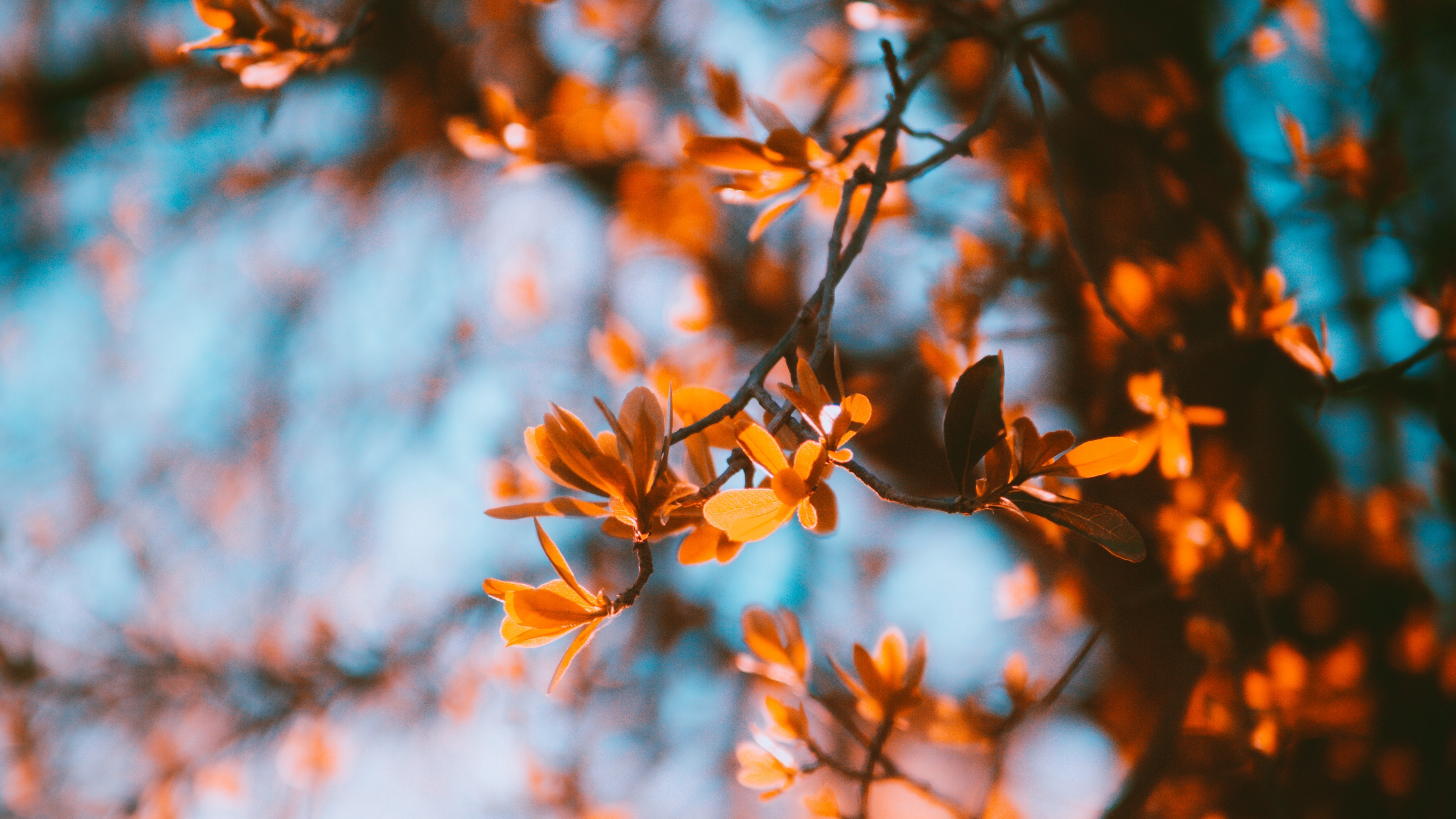 branches blur autumn leaves 4k 1541115772