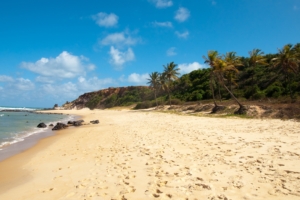 brazil beach sea palm trees sand traces clearly 4k 1541114012