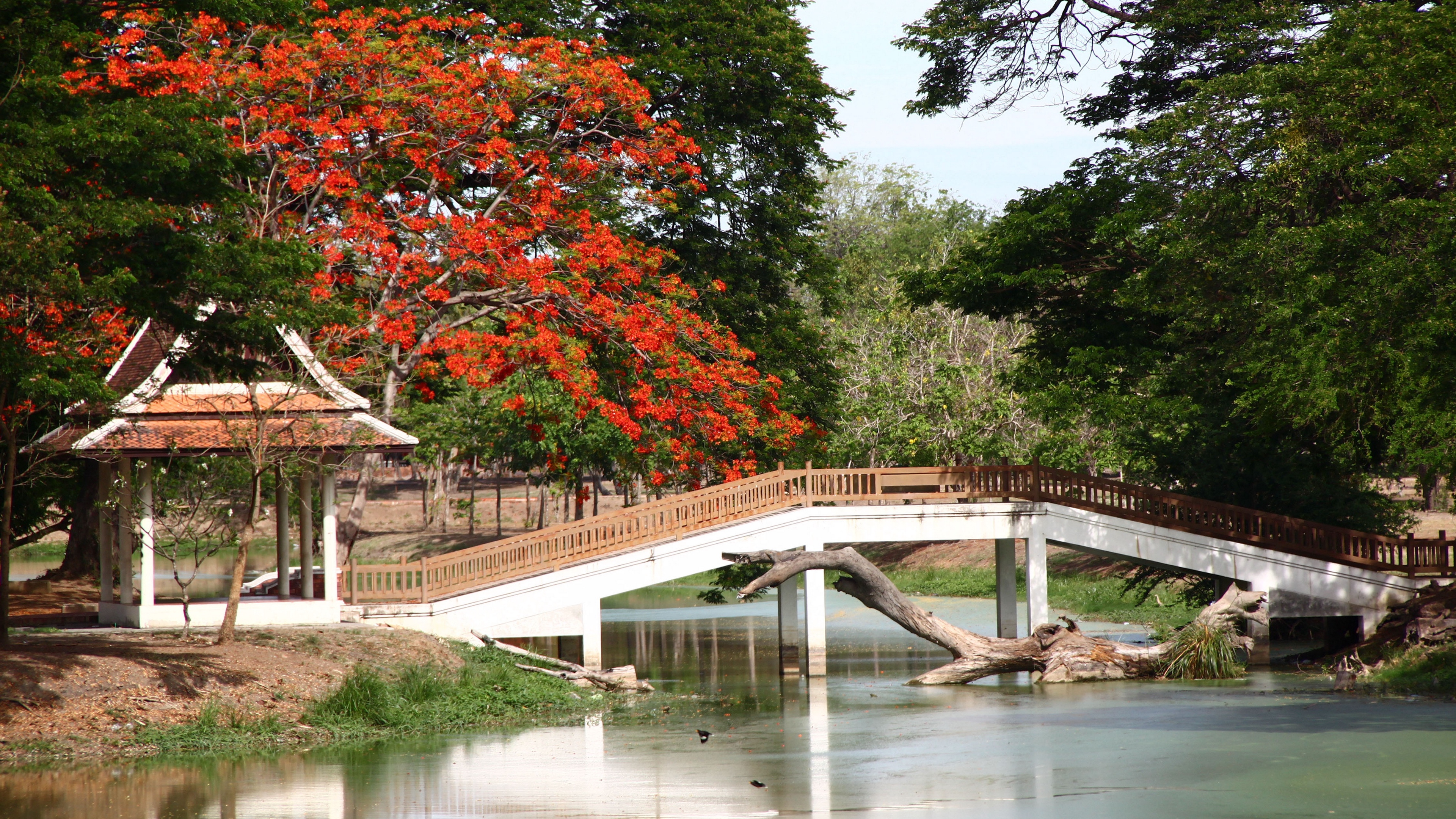 bridge arbor japan snag 4k 1541117609